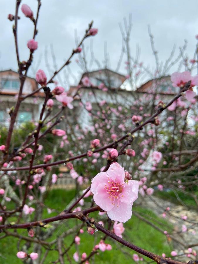 Tábua Majo Alojamento Local B&B 외부 사진